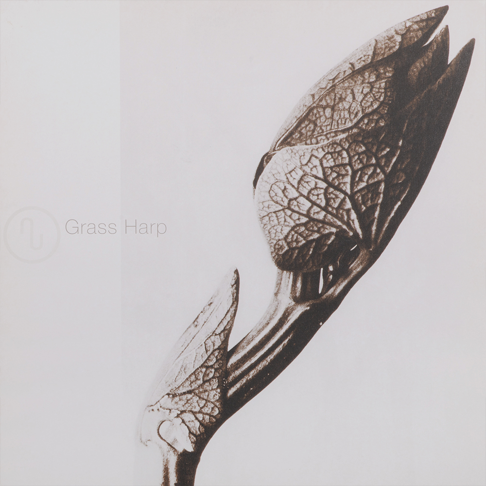 Karl Blossfeldt